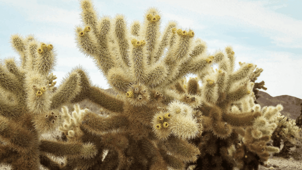 types of cactus with branching fuzzy stems covered in dense spines growing in desert landscape under cloudy sky