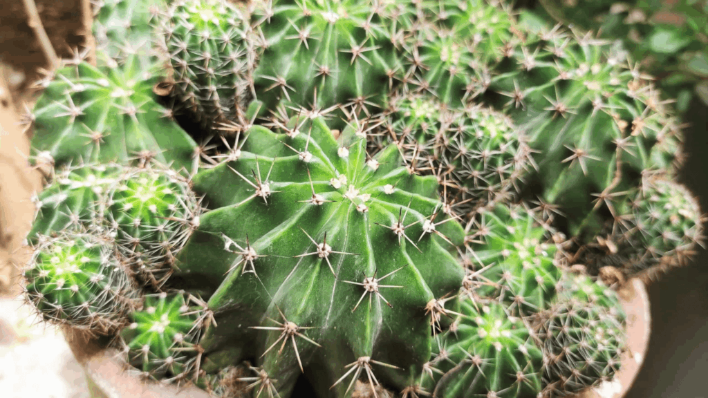 types of cactus with clustered round green bodies and sharp spines growing tightly together in small pot close up