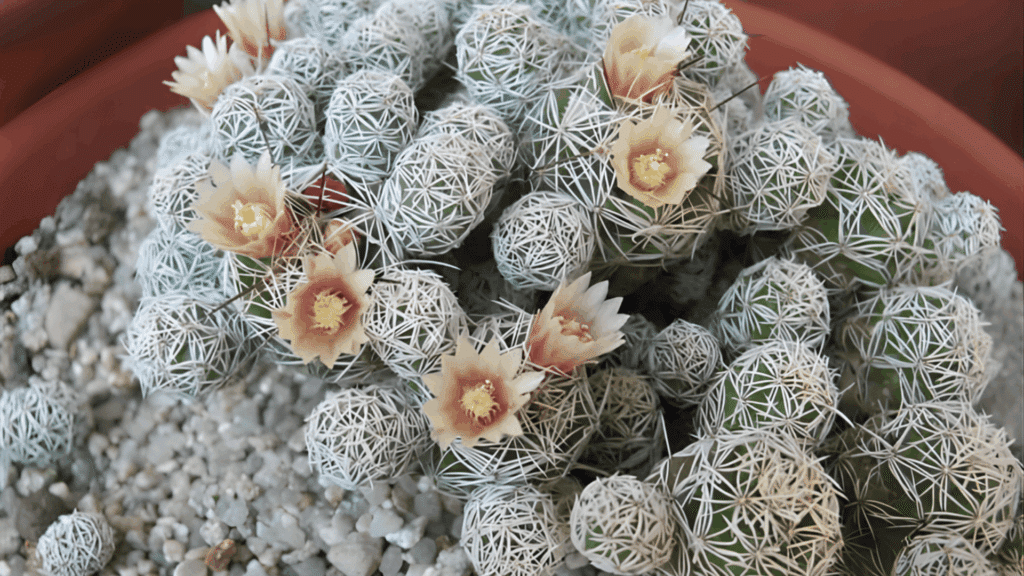 types of cactus with clustered small round green forms covered in white spines and pale flowers growing in gravel pot close up