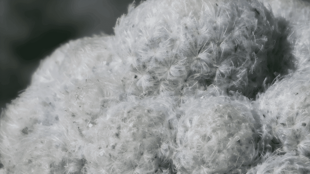 types of cactus with clustered white fuzzy round forms and small flower growing in pot close up