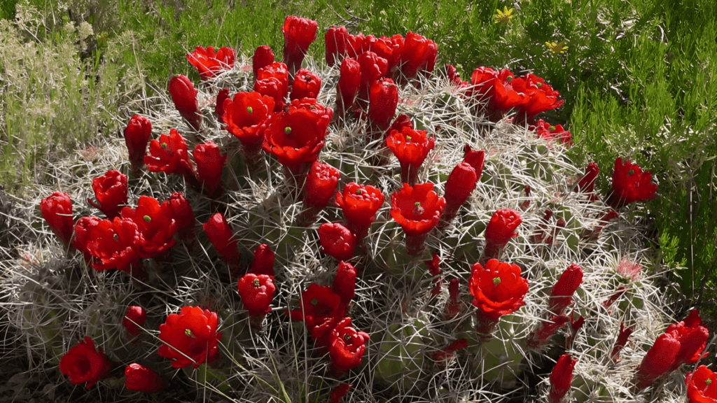 types of cactus with dense spiny cluster and bright red flowers blooming across surface in natural desert setting close up