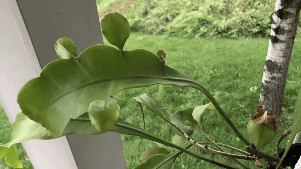 types of cactus with flat green leaf like segments and new buds growing on edges in outdoor garden setting close up