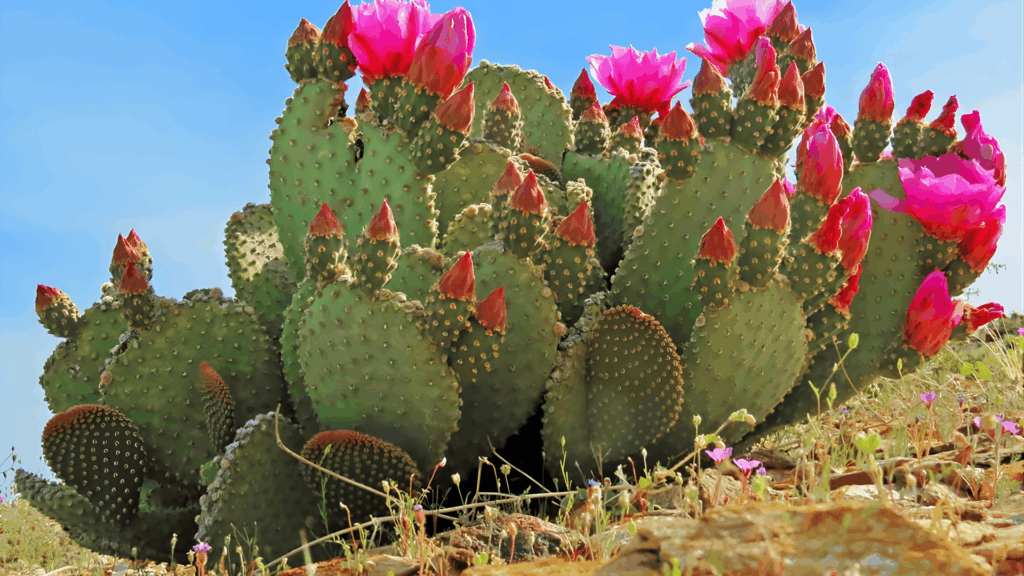 types of cactus with flat green pads covered in spines and bright pink flowers blooming in desert landscape under blue sky