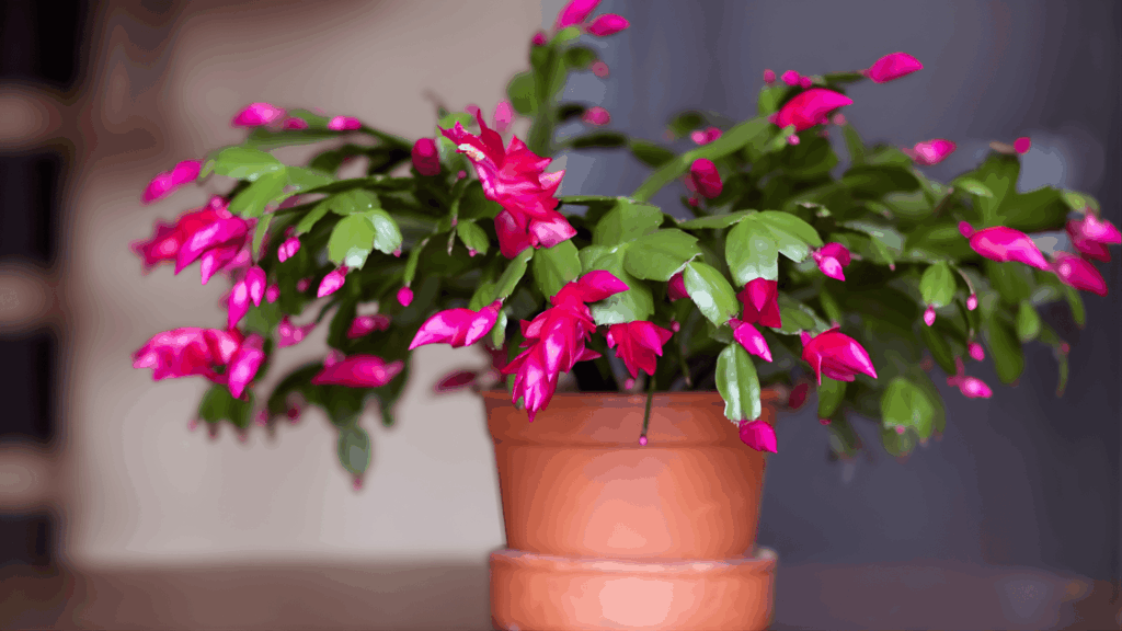 types of cactus with flat green segmented leaves and bright pink hanging flowers in pot indoors close up