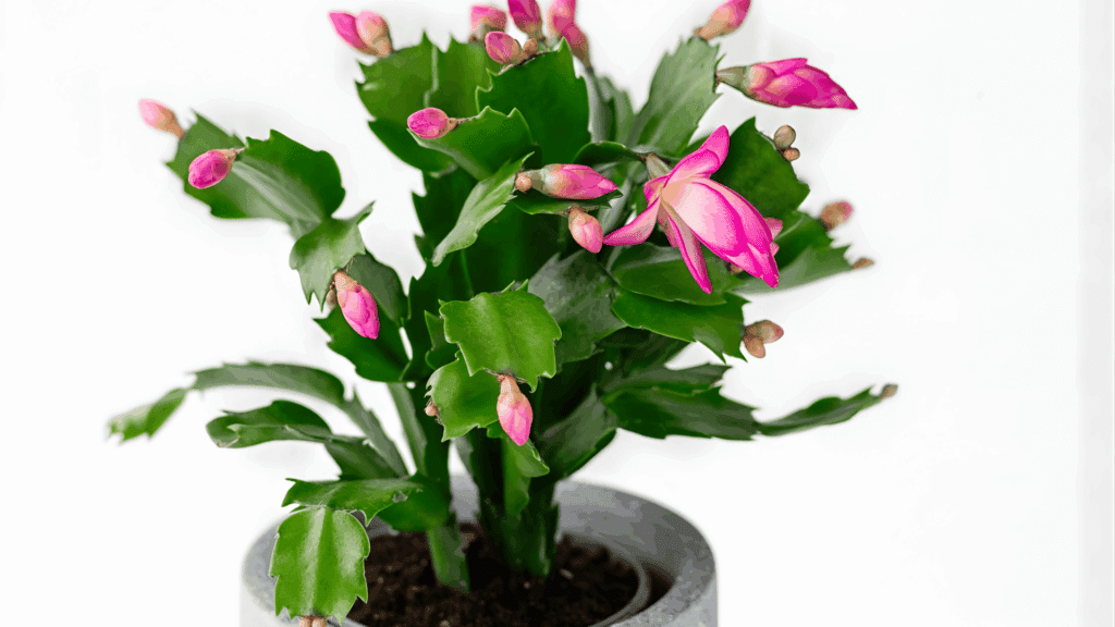 types of cactus with flat green segmented leaves and multiple white flowers blooming in pot against dark background close up