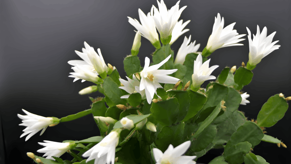 types of cactus with flat green segmented leaves and multiple white flowers blooming in pot against dark background close up