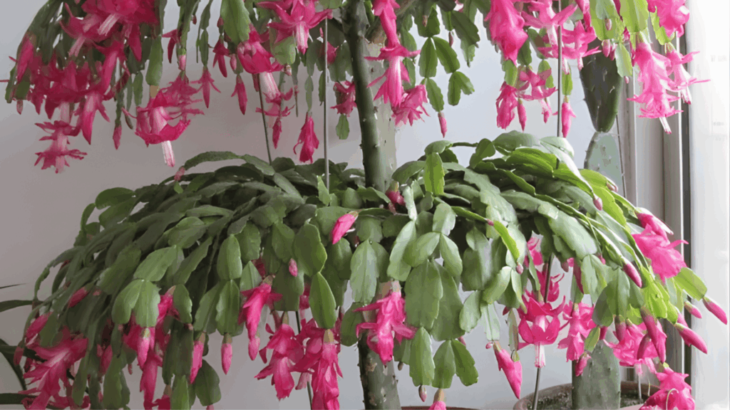 types of cactus with layered flat green segments and many bright pink hanging flowers growing in large indoor pot close up