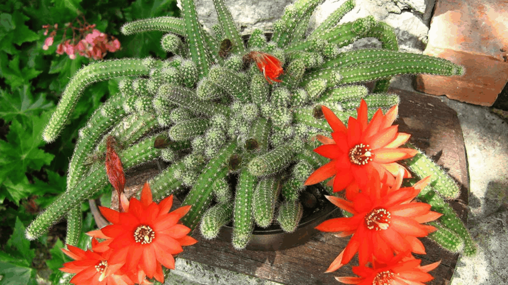 types of cactus with long finger like green stems and bright orange red flowers blooming in outdoor pot close up
