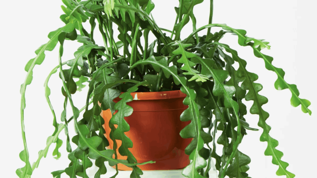 types of cactus with long flat green zigzag leaves growing densely in hanging style pot isolated on light background
