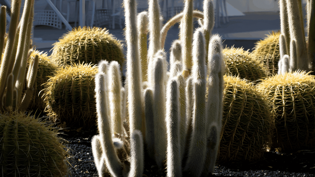 types of cactus with long green segmented stems bearing bright pink dragon fruit hanging in tropical garden setting close up