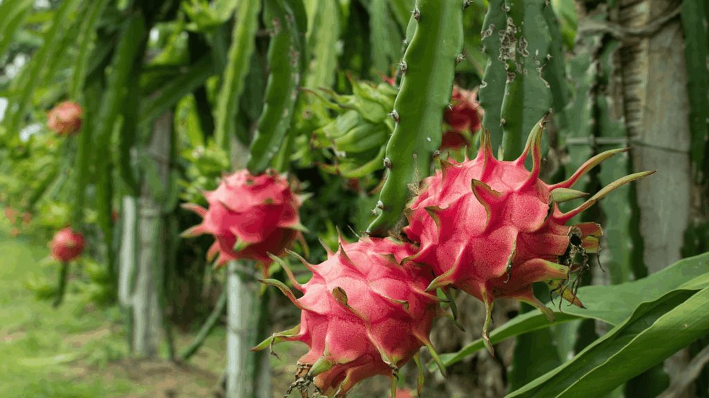 types of cactus with long green segmented stems bearing bright pink dragon fruit hanging in tropical garden setting close up