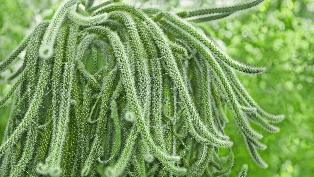 types of cactus with long trailing fuzzy green stems covered in fine spines growing densely in natural garden setting close up