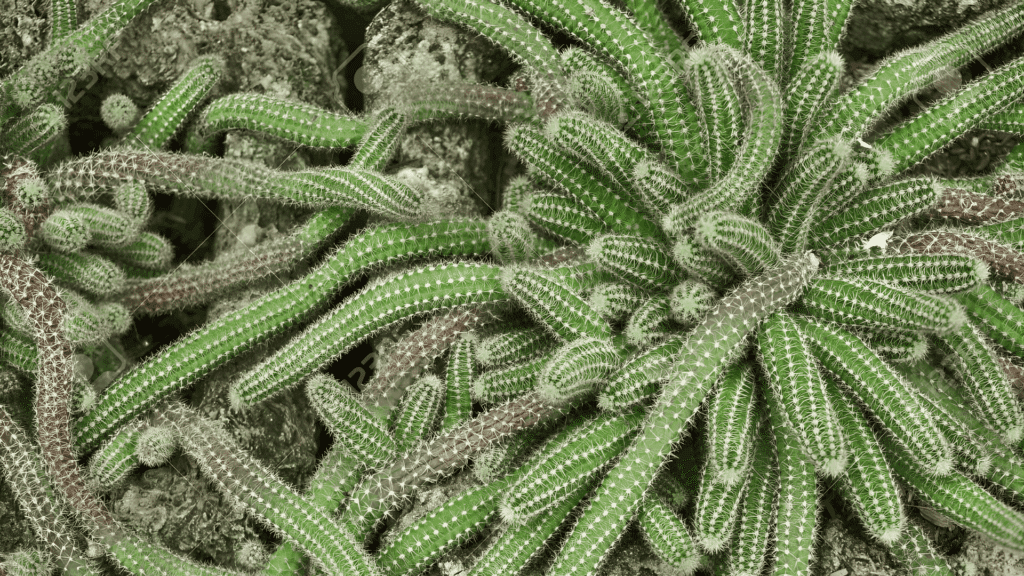 types of cactus with mixed shapes and sizes growing in small pots with spines and textured surfaces close up