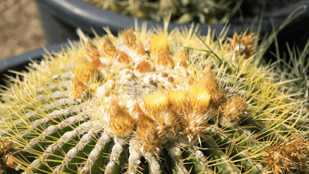 types of cactus with round barrel shape covered in dense yellow spines growing on sandy ground in desert garden close up