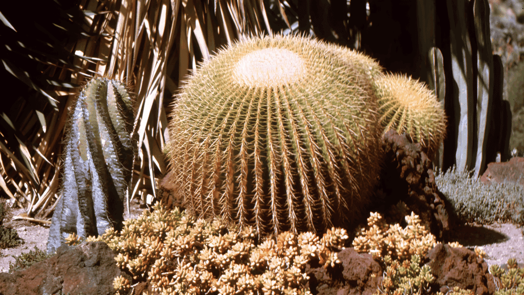 types of cactus with round barrel shapes growing in desert garden with rocks plants and tree under cloudy sky