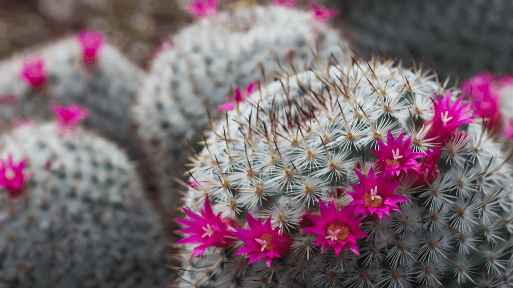 types of cactus with round spiny clusters and bright pink flowers blooming across surface in natural setting close up