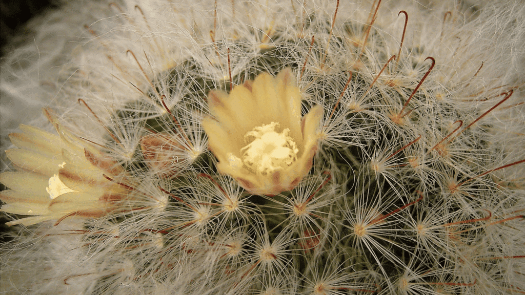 types of cactus with round spiny surface and bright pink flowers forming ring around top in close up view