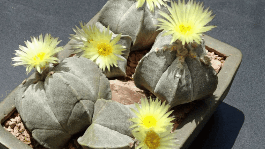 types of cactus with smooth gray green rounded bodies and soft ridges blooming pale yellow flowers in shallow pot close up