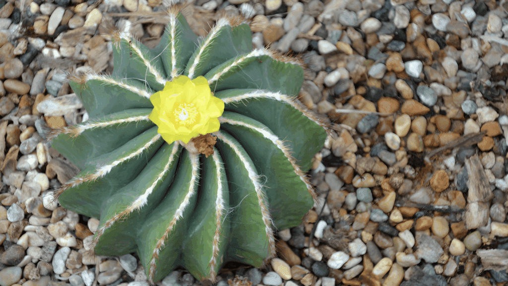 types of cactus with star shaped green body and soft spines featuring yellow flower in center growing on gravel ground close up