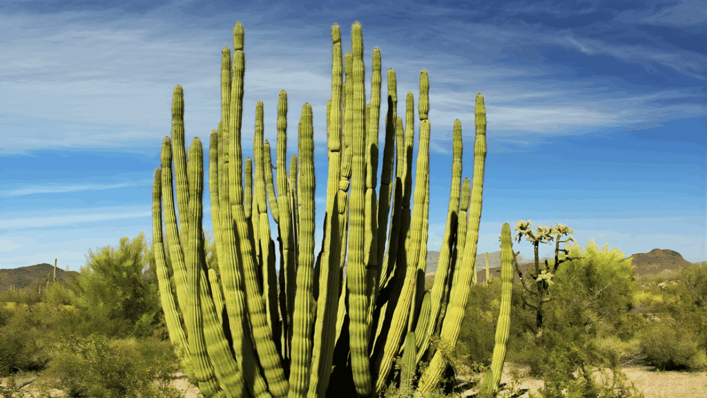 types of cactus with tall clustered columnar green stems growing in desert landscape under blue sky with light clouds