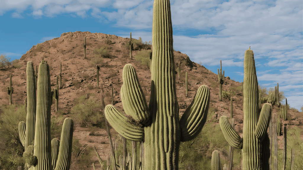 types of cactus with tall columnar green stems growing across desert landscape under blue sky with scattered clouds