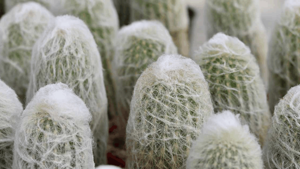 types of cactus with tall columnar shape covered in dense white fuzzy spines forming clustered upright stems in desert garden setting
