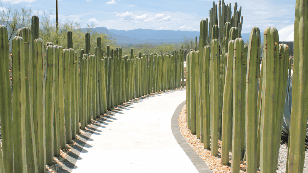 types of cactus with tall green column stems lining curved pathway in landscaped garden under bright blue sky