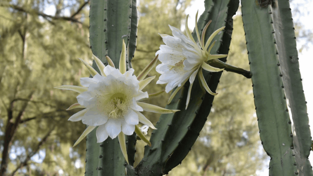 types of cactus with tall green ribbed stems and large white flowers blooming on sides in natural outdoor setting close up