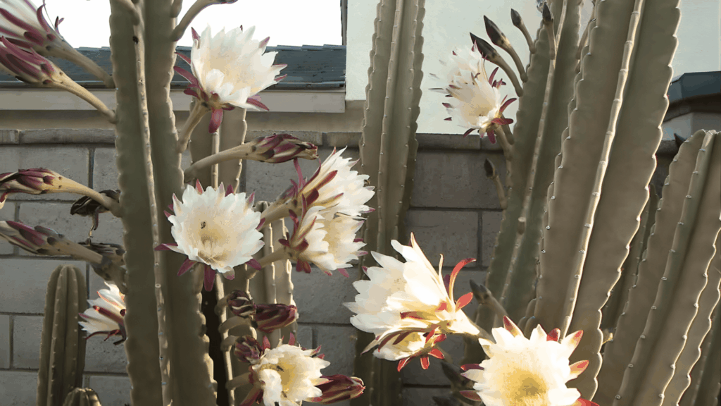 types of cactus with tall ribbed green stems and large white flowers blooming along sides in garden setting close up