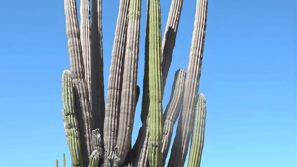 types of cactus with tall upright green column stems growing in wooden planters in garden with lush green background close up