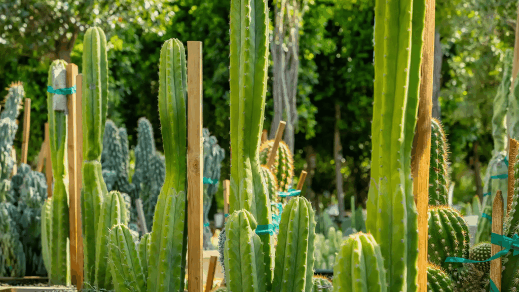 types of cactus with tall upright green column stems growing in wooden planters in garden with lush green background close up
