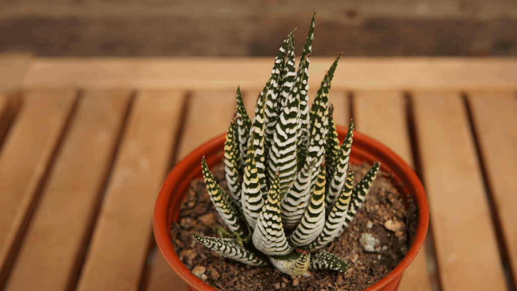 types of cactus with upright pointed green leaves and white striped pattern growing in small pot on wooden surface close up