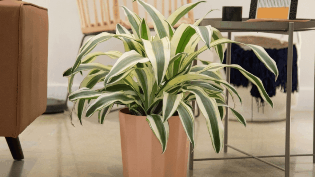 variegated indoor plant in a pot placed on the floor near a chair and a table in a bright living room with modern decor