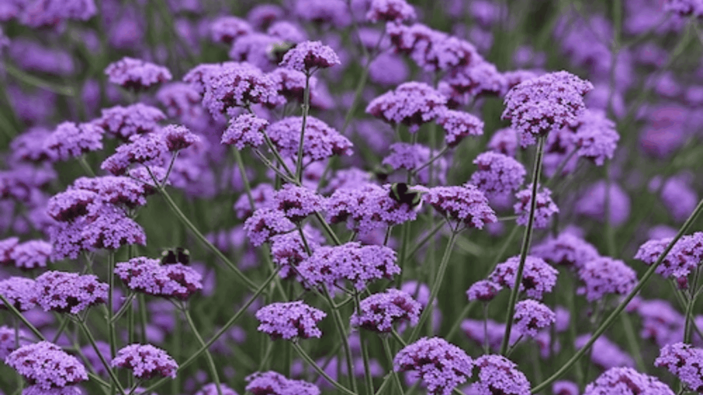 verbena plants with purple flower clusters growing in dry soil showing strong drought resistant plant type