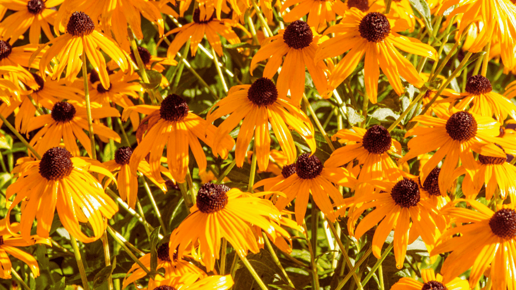 vibrant black-eyed susan flowers with bright yellow petals and dark brown centers in sun