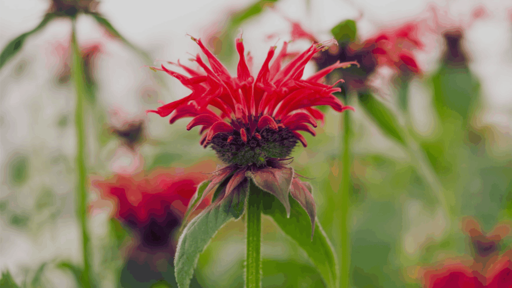 vibrant red bee balm flower in focus with a blurred field of similar flowers in background