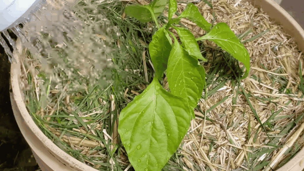 watering young plant in pot with straw mulch and fresh green leaves