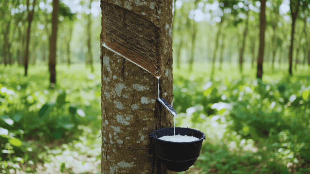 What Is Rubberwood: Uses, Benefits, and Facts what is rubberwood tree latex tapping with sap flowing into black cup in plantation