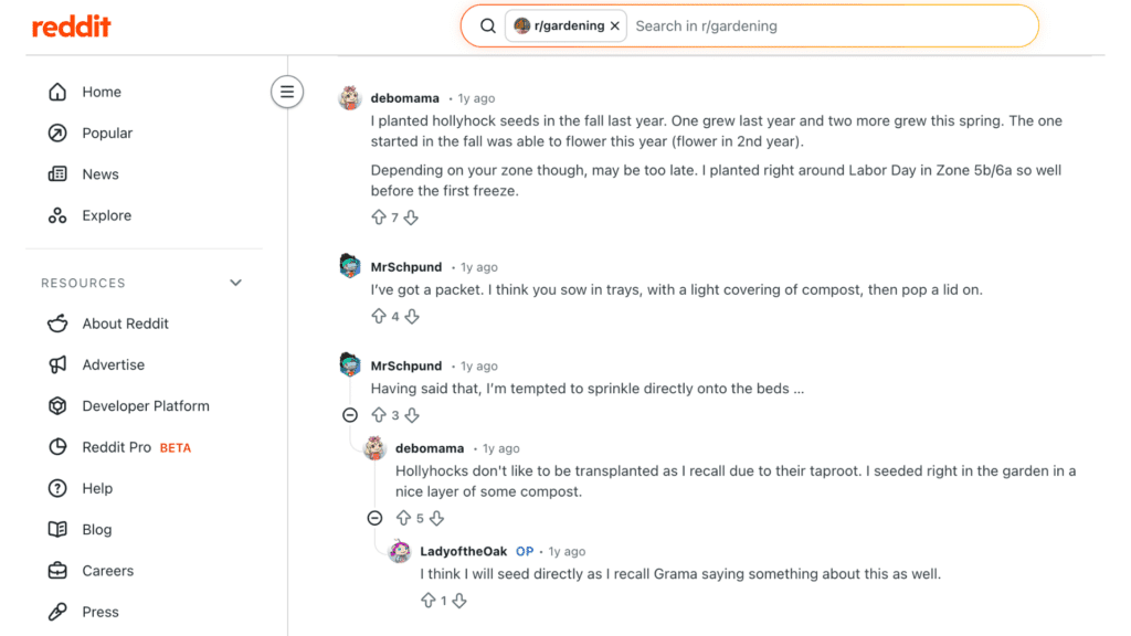 when to plant hollyhock seeds plant in fall before first freeze for better growth and flowering next year