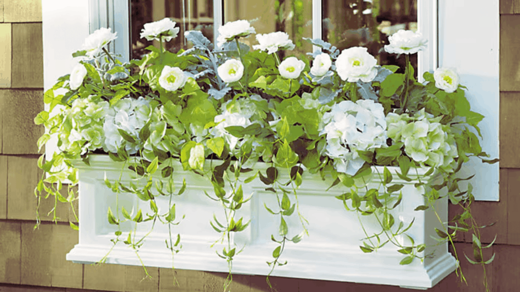 window box garden with white flowers and green trailing plants under a house window