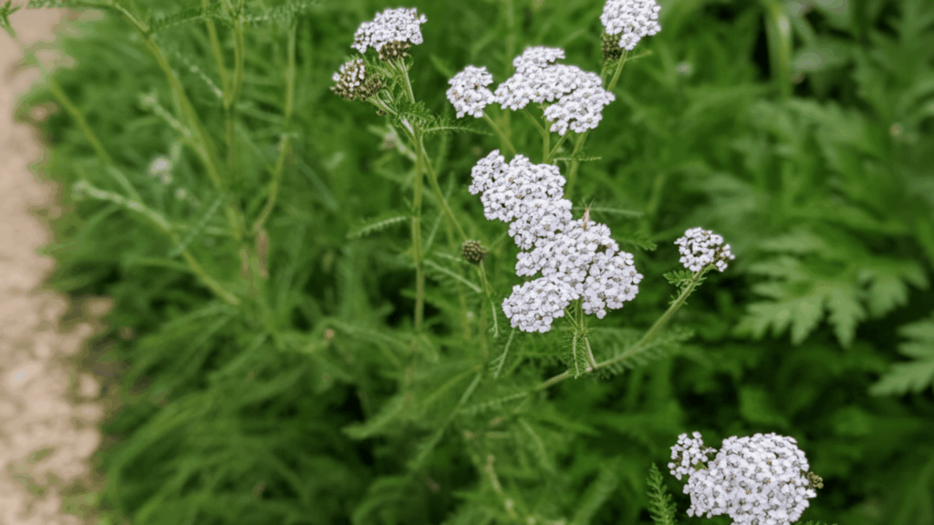 yarrow plant with small white flower clusters growing in dry soil showing strong drought resistant plant type