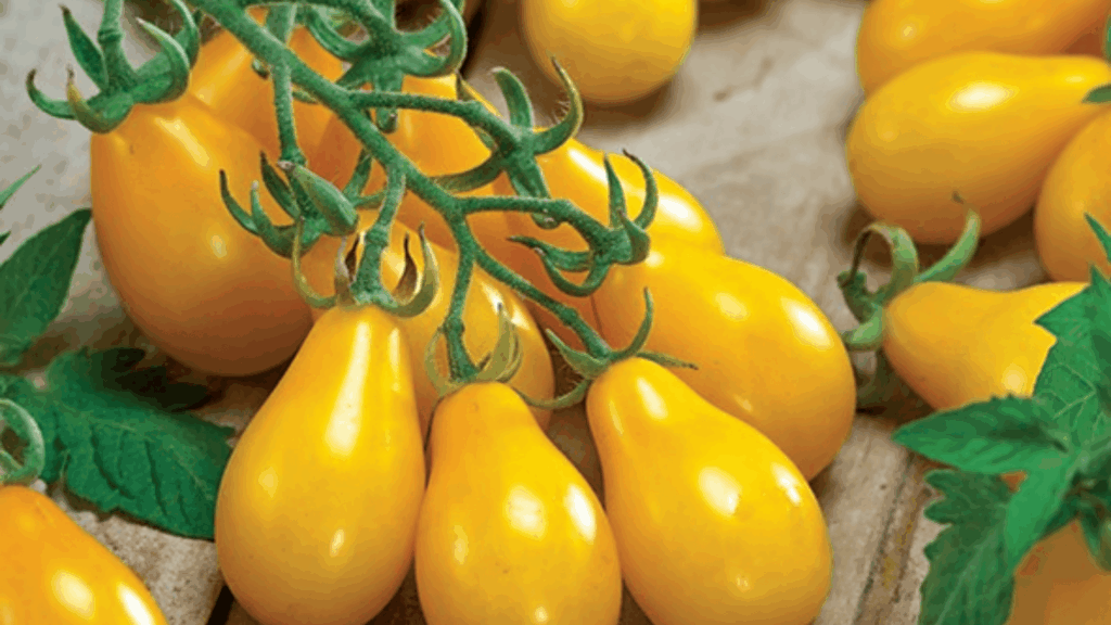 yellow pear tomatoes on vine with green leaves on wooden surface