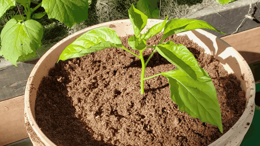 young plant growing in pot filled with soil placed in sunny garden bed
