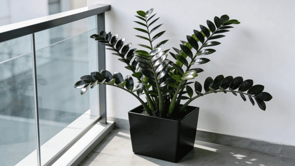 zz plant with glossy dark green leaves in a black square pot placed on a bright balcony near glass railing