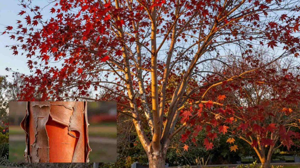 A Paperbark Maple tree with red autumn leaves and an inset showing its unique peeling, cinnamon-colored papery bark.