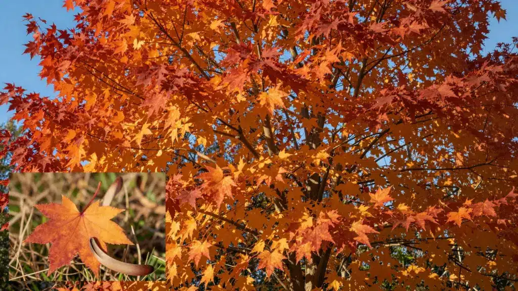 A Sugar Maple tree with golden-orange autumn leaves and an inset showing three individual leaves and a curved seed.