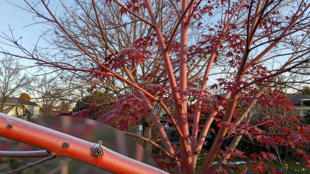 A close-up view of a Coral Bark Maple tree featuring its distinct bright coral-red branches against a backdrop of green and reddish autumn leaves.