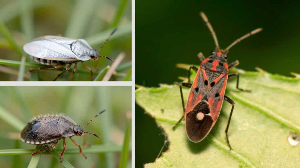 A collage of three images showing different chinch bug species with white wings, black bodies, and red-orange markings.