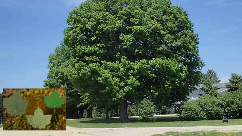 A large, dense Black Maple tree with dark green summer foliage and an inset showing three individual drooping leaves.
