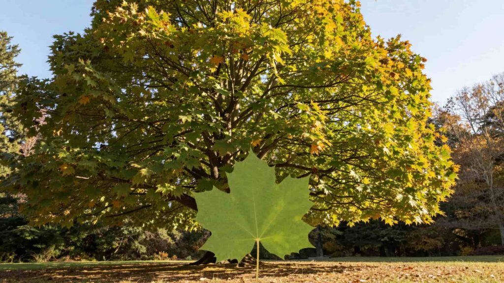 A massive Bigleaf Maple tree with golden yellow foliage and an inset showing a single, very large five-lobed leaf.
